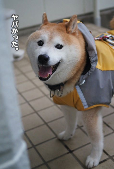 11日夕ブログ３
