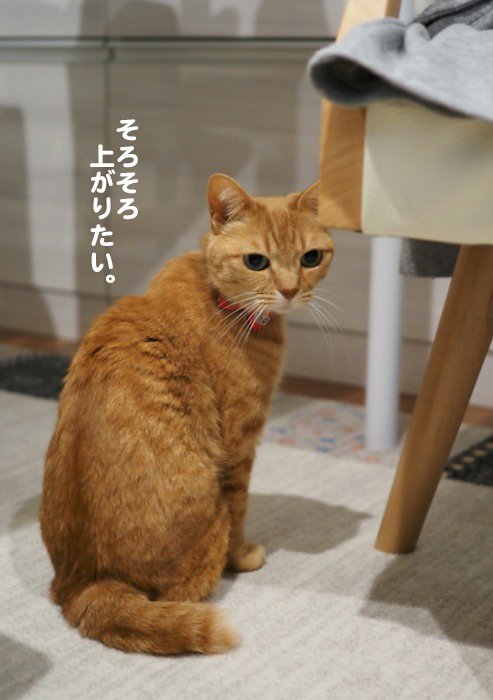 21日夕ブログ３