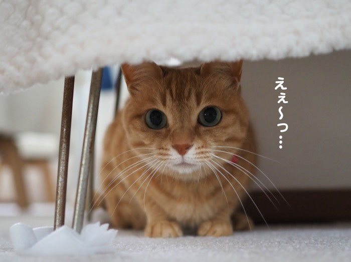 26日夕ブログ４
