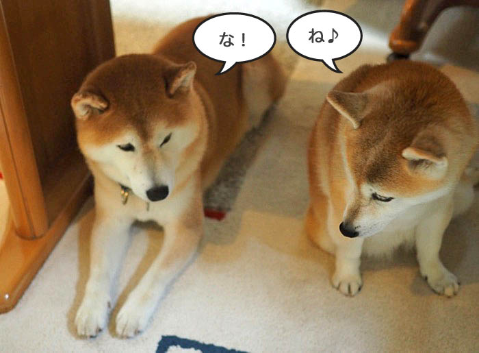 16日夕ブログ７