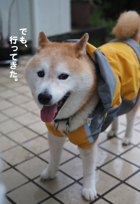 28日夕ブログ４