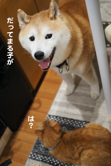 27日夕ブログ４