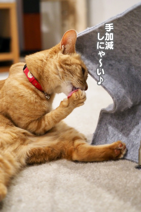 11日夕ブログ7