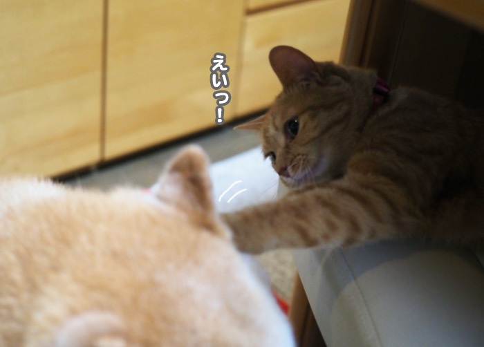 8日夕ブログ４