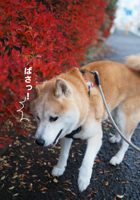 27日夕ブログ２