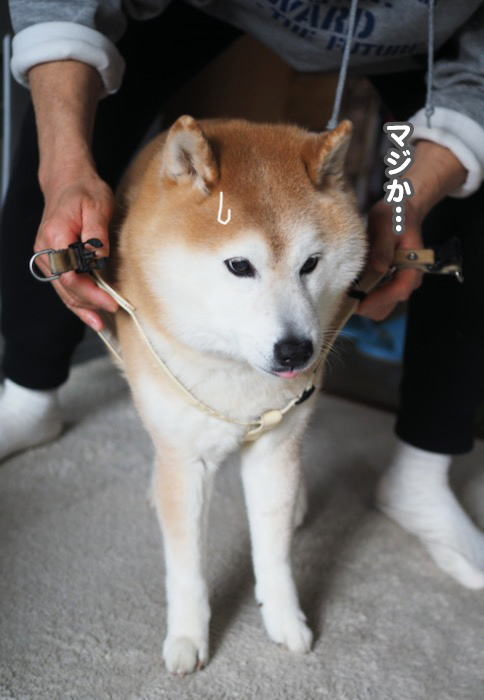3日夕ブログ７