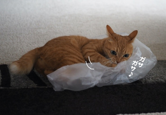 27日夕ブログ３