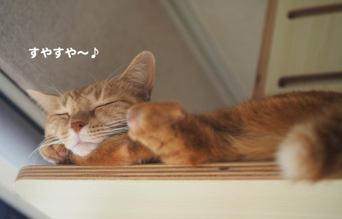 9日夕ブログ１