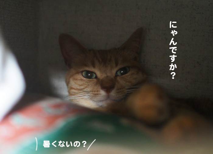 1日のブログ５