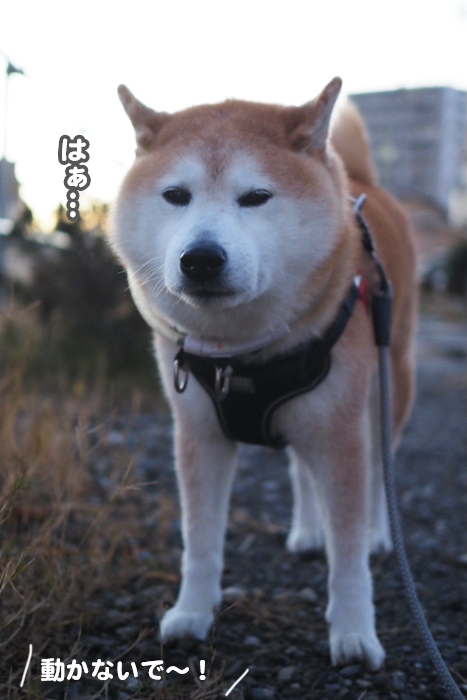22日夕ブログ８