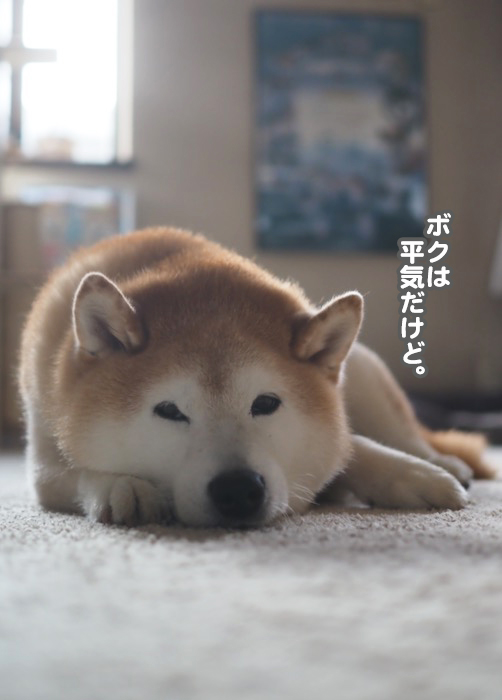 25日夕ブログ３