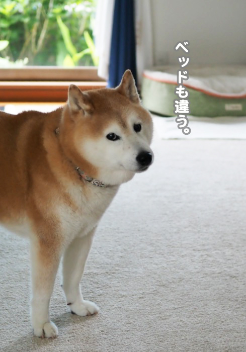 4日夕ブログ３