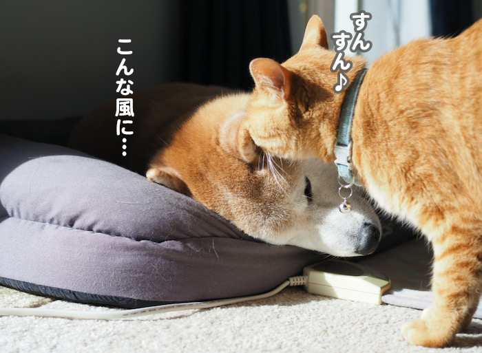 ２４日夕ブログ６