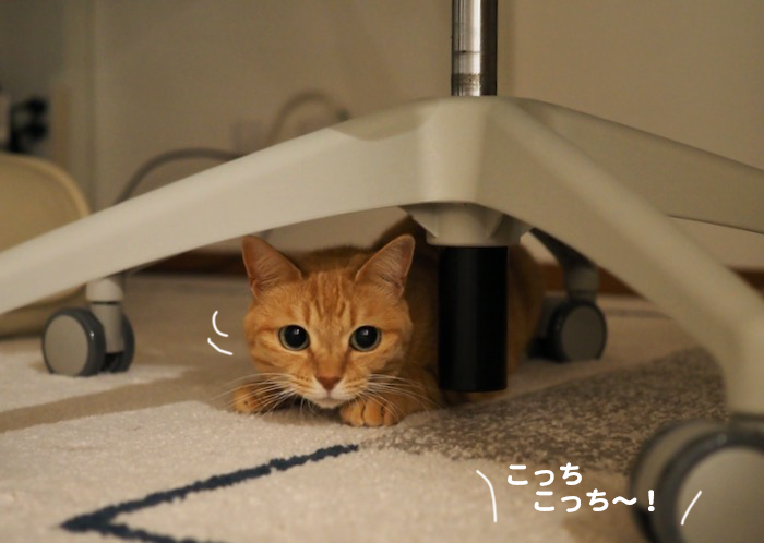 26日夕ブログ４