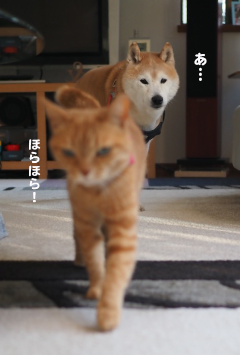 17日夕ブログ２