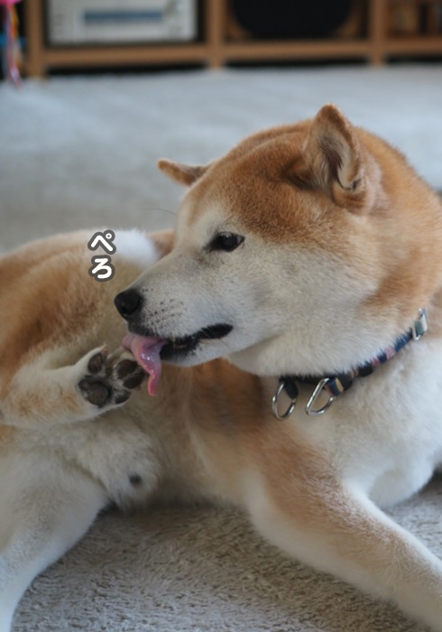 9日夕ブログ７