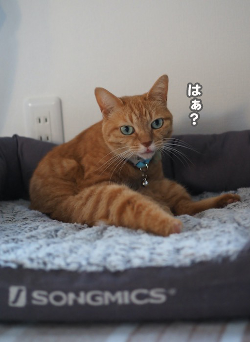 12日夕ブログ４
