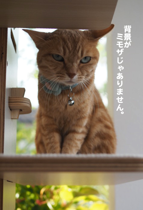 28日夕ブログ6