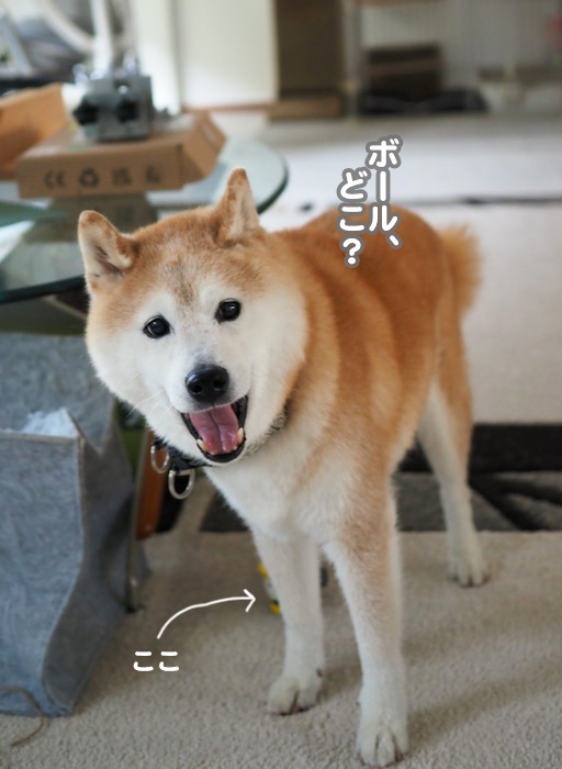 26日夕ブログ５