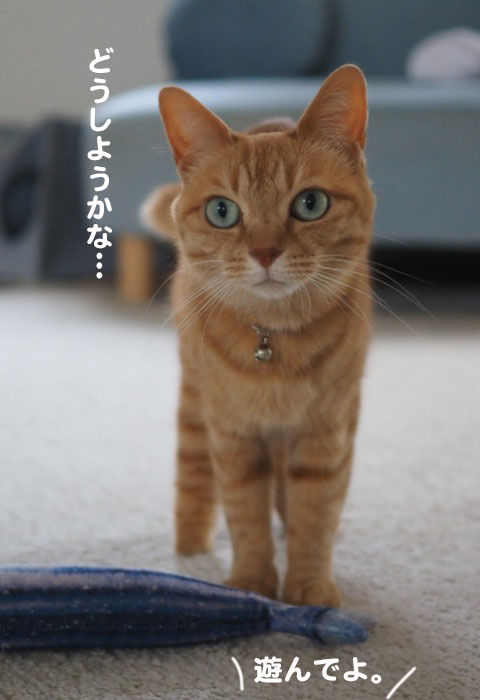 9日夕ブログ３