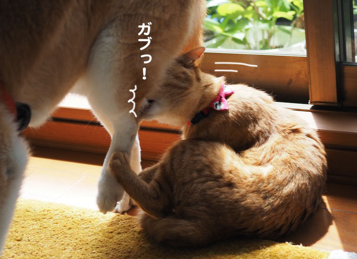 15日夕ブログ19