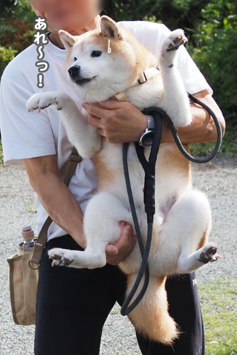 11日夕ブログ７
