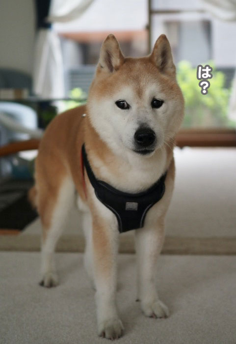 18日夕ブログ７