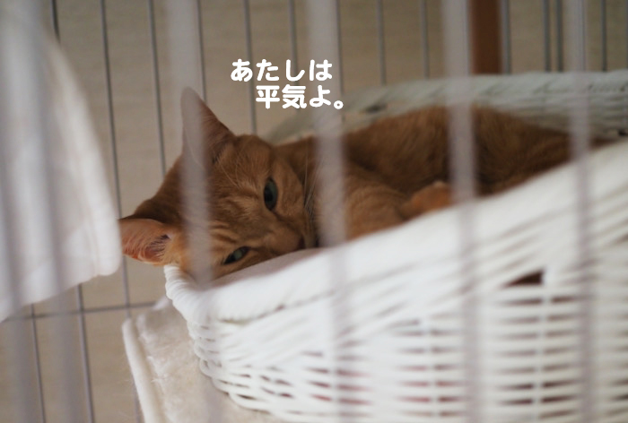 26日夕ブログ８