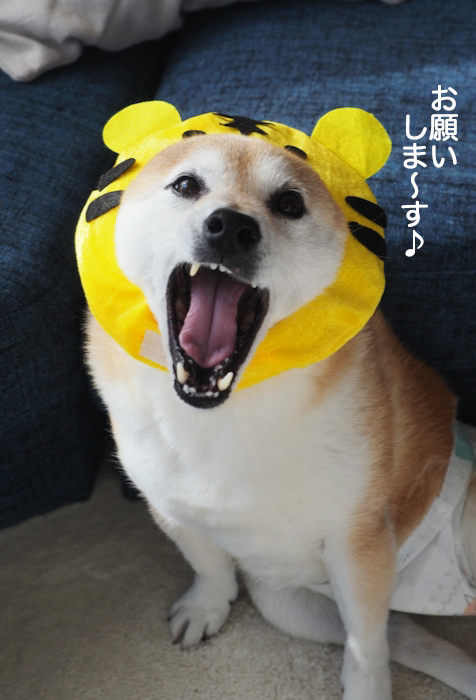 1日のブログ５