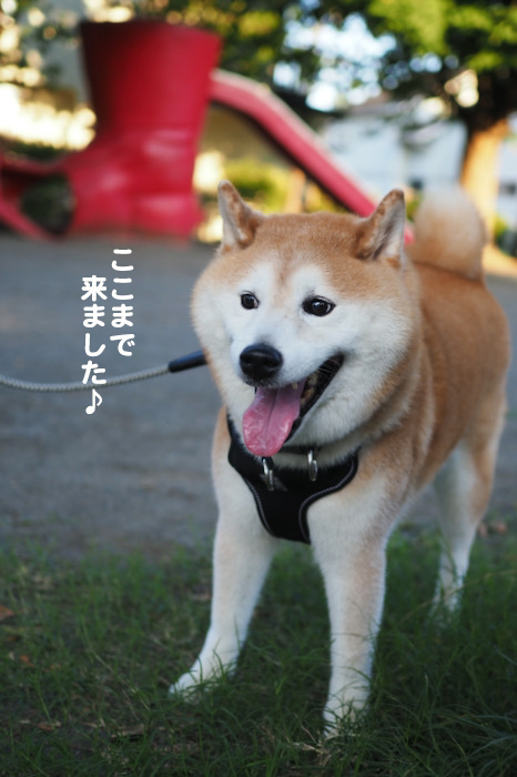 20日夕ブログ６