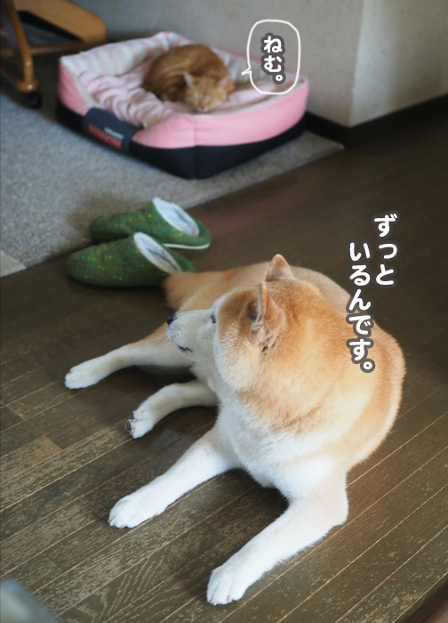 21日夕ブログ４