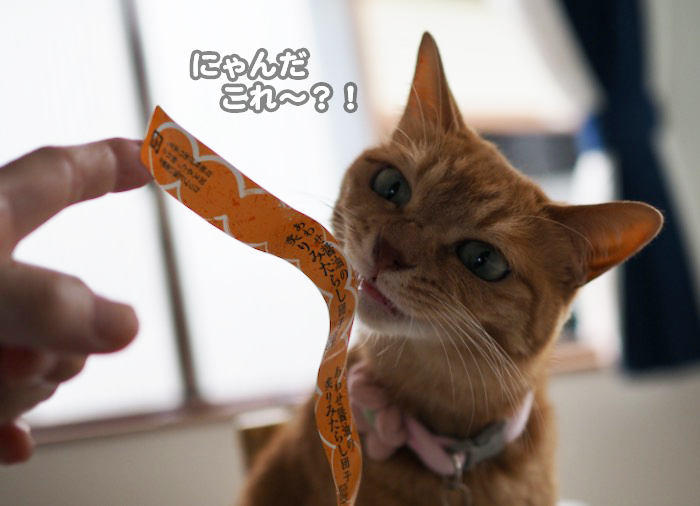 6日夕ブログ４