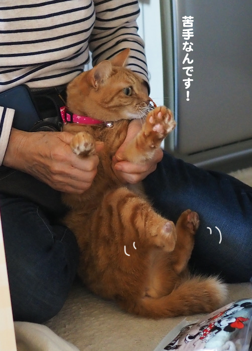 11日夕ブログ３