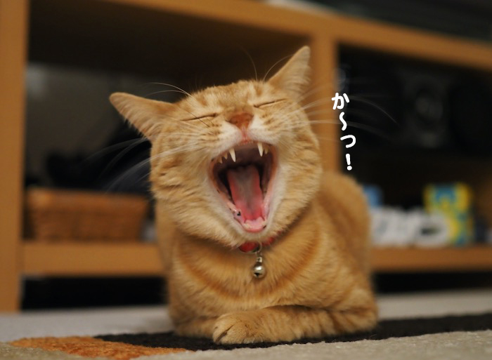 26日夕ブログ4