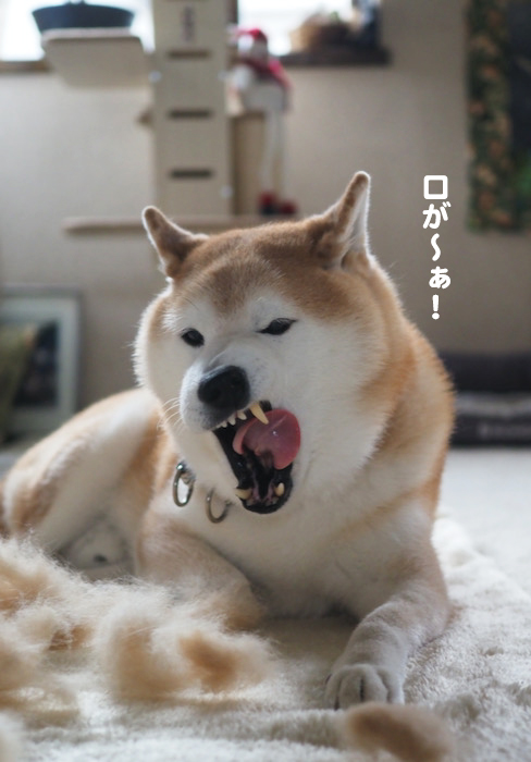 21日夕ブログ６