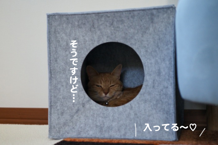 ３日夕ブログ９
