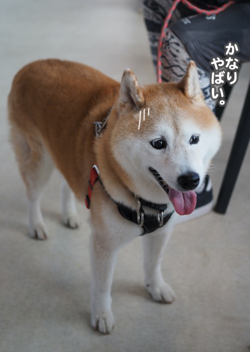 21日夕ブログ４