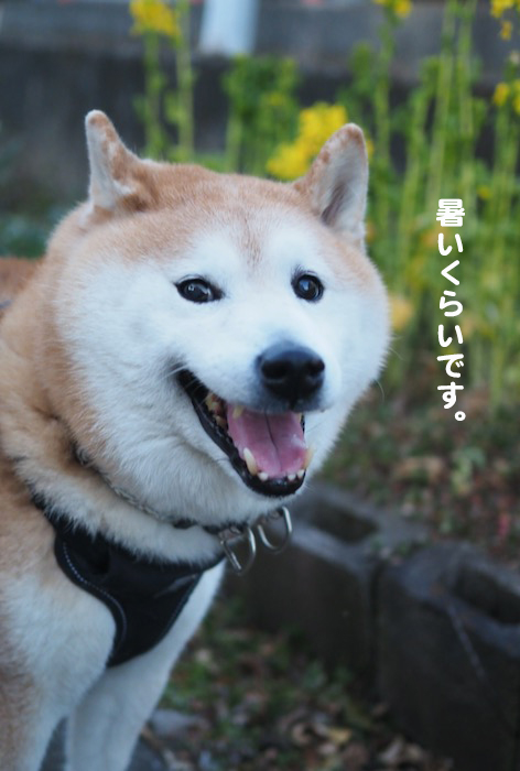 4日夕ブログ３