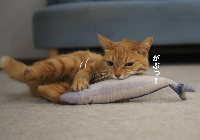 11日夕ブログ４