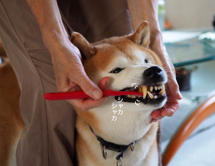 17日午後ブログ4