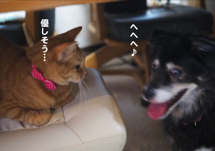 13日夕ブログ４