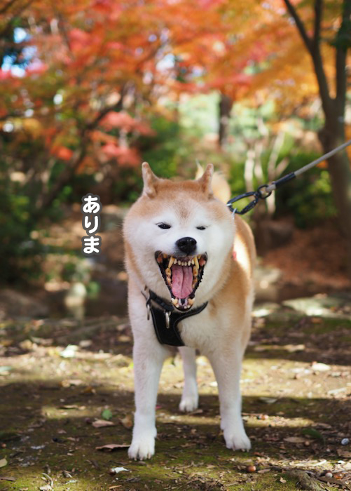 5日夕ブログ５