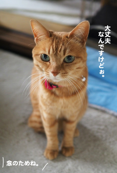 9日夕ブログ２