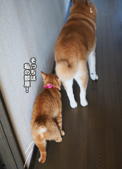 17日夕ブログ5