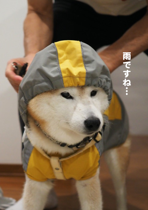 11日ブログ２