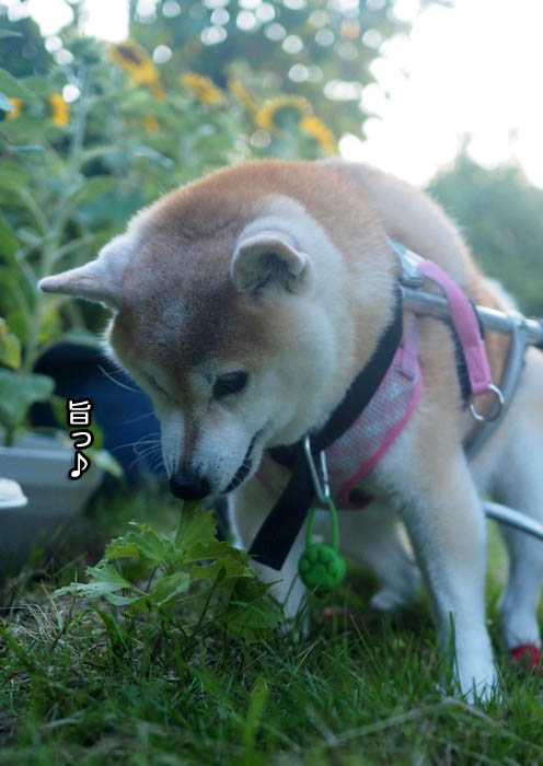 13日夕ブログ6