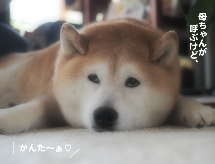 9日夕ブログ６