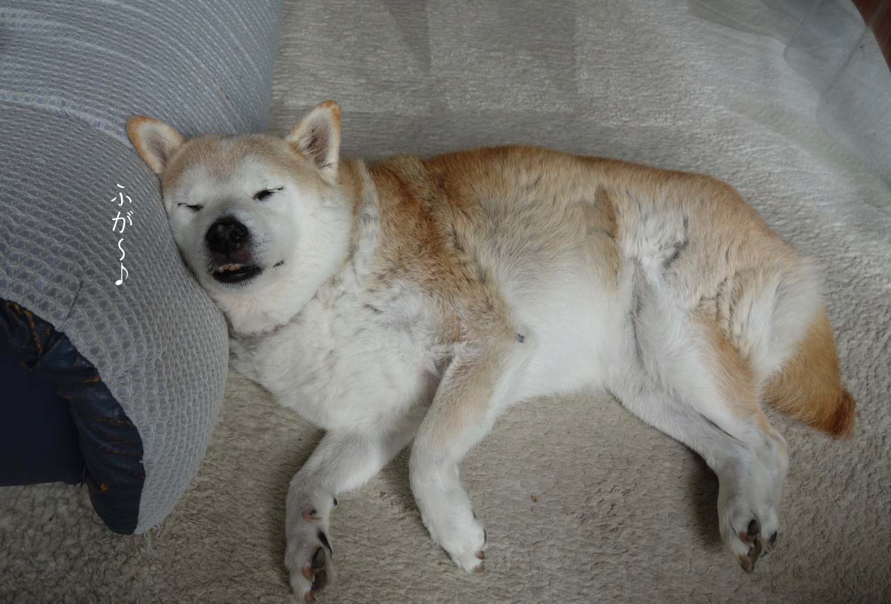 愛犬に 老い を感じる時 湘南凸凹柴wan日記 Powered By ライブドアブログ