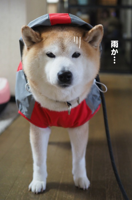 19日夕ブログ3