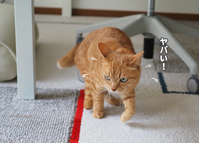 17日夕ブログ４
